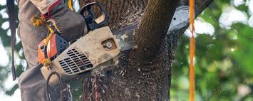 How Our Tree Care Process Works  in  Ledbetter, KY