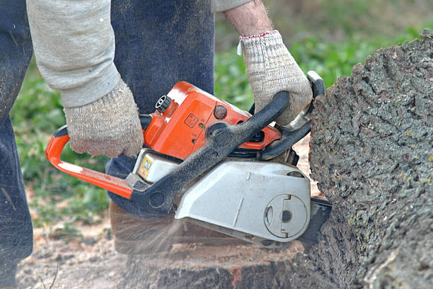 Best Root Management and Removal  in Ledbetter, KY